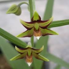 Epipactis gigantea is a species of orchid known as the stream orchid, giant helleborine, and chatterbox. Epipactis Serpentine Night Garden Orchid