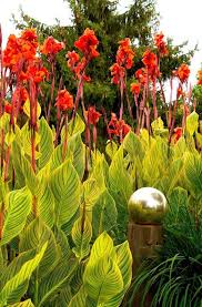 Bengal Tiger Canna Canna X Generalis Bengal Tiger 1 Plants 1 Feet Fall Ship In 1 Gal Pot Plants That Like Shade Plants Easy To Grow Bulbs