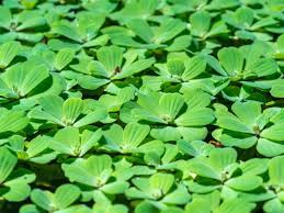We did not find results for: Water Lettuce Pond Plants How To Grow Water Lettuce