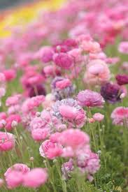 I am excited to look at all the pretty pictures!! Pretty Pink Ranunculus Pretty Flowers Flowers Beautiful Flowers
