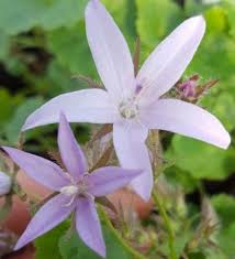 Campanula Poscharskyana Lisduggan Variety Farmyard Nurseries In 2020 Campanula Farm Yard Herbaceous Perennials