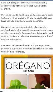Oregano Brujo Para Alergias Medicine Flora