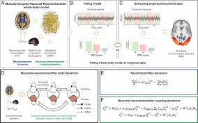 Brain test is the best option for you to kill free time while exercising your brain. Dynamic Coupling Of Whole Brain Neuronal And Neurotransmitter Systems Pnas