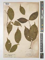 Image result for Ritchiea