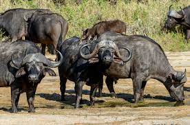 Cape buffalo (mystery) r40 million: African Buffalo South African Wildlife Guide