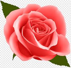 Maybe you would like to learn more about one of these? Bunga Mawar Mawar Merah Ungu Cdr Floribunda Png Pngwing