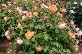 Rose Bushes Buying Growing Guide Trees Com Types Of Roses Shrub Roses Floribunda Roses