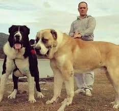 Alabay Dog Pitbull Cats Puppy Dog Doberman Instadog Kangal Lovedogs Lovedog Wolf Wildlife Bully Instagramdogs 2020 Akbas Kopek
