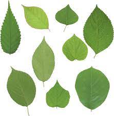 Green Leaves Leaves Green Leaves Plant Leaves