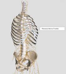 It discusses the specific anatomy of the ribs and costal cartilages, along with the sternum. Introduction Anatomy Thoracic The Gap Physio