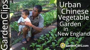 I will also giev you some beginners tips to growing your own food. Urban Chinese Vegetable Garden In New Haven Ct Growing Asian Vegetables In The Us Youtube