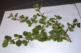 Image result for Alternanthera pungens