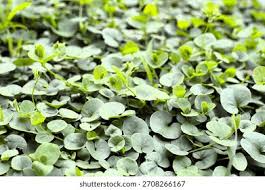 Image result for Dichondra micrantha