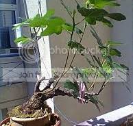 Ficus carica stump | Bonsai Nut