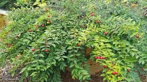 Image result for Malpighia