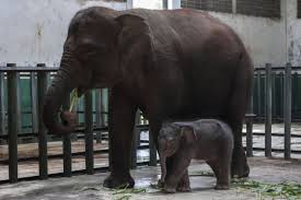 Kebun binatang ini terletak di jalan kebun binatang nomor 6 lebak siliwangi, coblong, bandung, jawa barat. Foto Lucunya Bayi Gajah Sumatera Di Kebun Binatang Taman Safari Merdeka Com