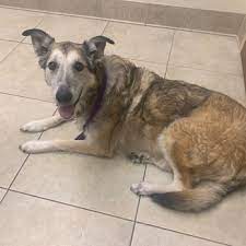 Fort wayne animal pet hospital. Fort Wayne Pet Hospital Veterinarians 7505 Lima Rd Fort Wayne In Phone Number Yelp
