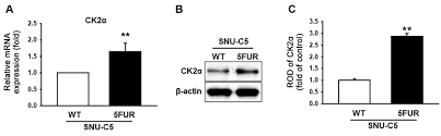 Color makes all the difference when it comes to which cancer you are trying to bring awareness to or trying to raise money for; Casein Kinase 2a Enhances 5 Fluorouracil Resistance In Colorectal Cancer Cells By Inhibiting Endoplasmic Reticulum Stress Anticancer Research