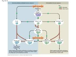 Chapter 43 Textbook Presentation