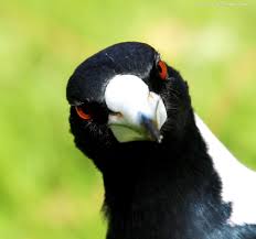 Garden Birds Of South Africa Identification You Gonna Leave Anything For Me Australian Birds Pet Birds Australian Native Animals