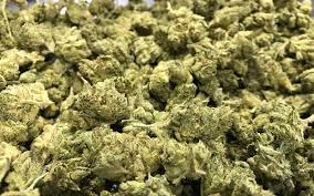 As seen above, with the pictures of buds ready for harvest, you have reached the perfect time for marijuana to harvest. High Hopes California S Pot Experiment Kpbs
