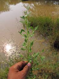 Image result for Nothosaerva