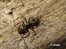 Image result for Dolichos junodii