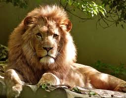 Maybe you would like to learn more about one of these? Names Of Animals In Spanish Language Pro