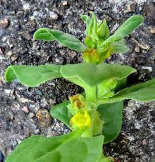 Image result for Tetragonia spicata