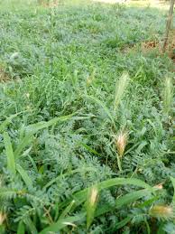 Image result for Tribulus excrucians