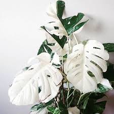 Sem Maturidade Para Lidar Com Tanta Beleza Monstera Deliciosa Variegata Por Stekdestadstuinwinkel Cool Plants Plants Indoor Plants