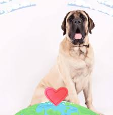 Profile for Sims English Mastiffs