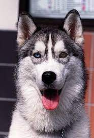 Maybe you would like to learn more about one of these? Husky Wikipedia