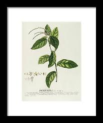 Image result for Petiveria