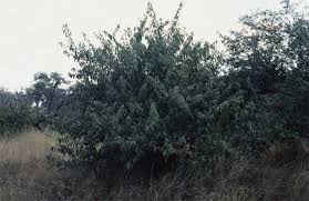 Image result for Grewia microthyrsa