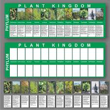 Plant Kingdom Charts Major Divisions Of The Plant Kingdom