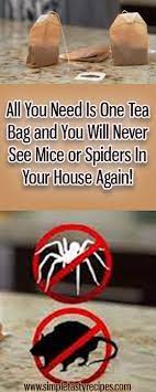 When it comes to pests, sanitation 5. Pin By Fay Roath On Misc Tips And How To S Household Hacks Cleaning Cleaning Hacks