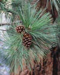 Pin On Cold Weather Clothier