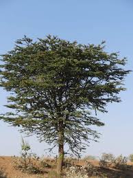 Image result for Blepharis stuhlmannii