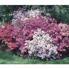 2 5 Quart Azalea L5159 At Lowes For 6 98 Flowering Shrubs Flower Landscape Shrubs