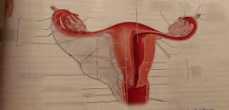The uterus and the ovaries, which produce a woman's egg cells. Internal Organs Of The Female Reproductive System Anterior View Diagram Quizlet