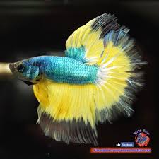 Live Betta Fish Male Baby Blue Mustard Butterfly Rosetail Halfmoon Hm 3314 Betta Fish Betta Fish