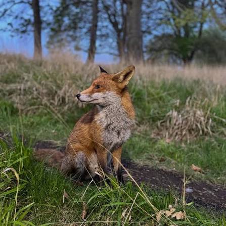 I took these photos of this gorgeous creature in Phoenix Park earlier this year. Our government will vote on the ban on fox hunting tomorrow. A lot of TDs are coming up