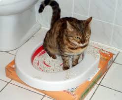 Bir Kedi Icinde Siddetli Ishal Evde Tedavi Veterinere Gitmeden Once Nelere Bakmaliyim