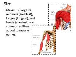 Striated just like cardiac muscle, these skeletal muscle fibers are very strong. The Muscular System Part 2 Ppt Download