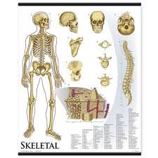 1421 10 Skeletal System Wall Chart