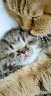 mama and baby cute kittens sevimli kedi yavrulari guzel kediler