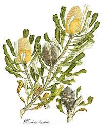 Australian Botanical Illustration Artists Banksia Burdettii Australian Botanical Illustration Plant Painting Art Botanical Drawings Botanical Illustration