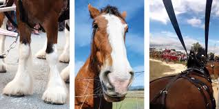 A horse is measured from the ground to the withers (the tip of its shoulders), in units called hands (one hand equals 10.2 cm or 4 in.). How The Budweiser Clydesdales Became A Force In Holiday Marketing