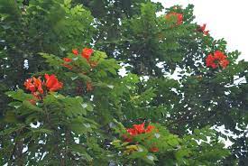 Flowering trees for sale philippines. African Tulip Cainta Plant Nursery